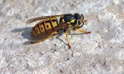 Une guepe