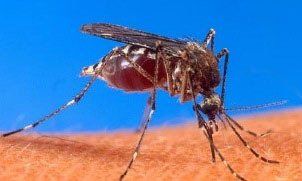 Close-up of a mosquito perched on human skin against a blue background