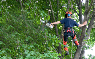 tree surgeons