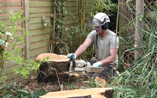 stump removal