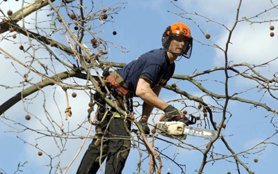 tree felling