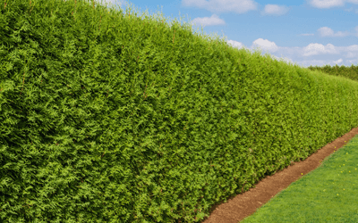 overgrown hedge