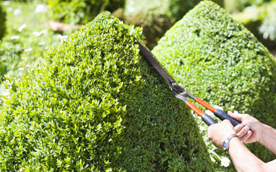 hedge trimming