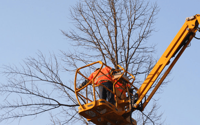 tree cutting