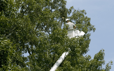 tree removal
