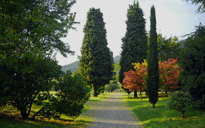 tree services