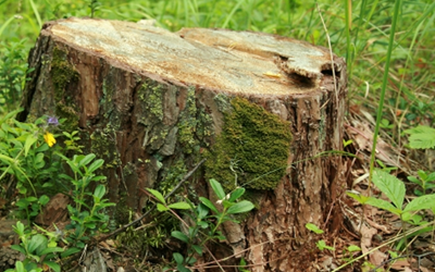 tree stump