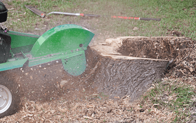 Tree stump removal