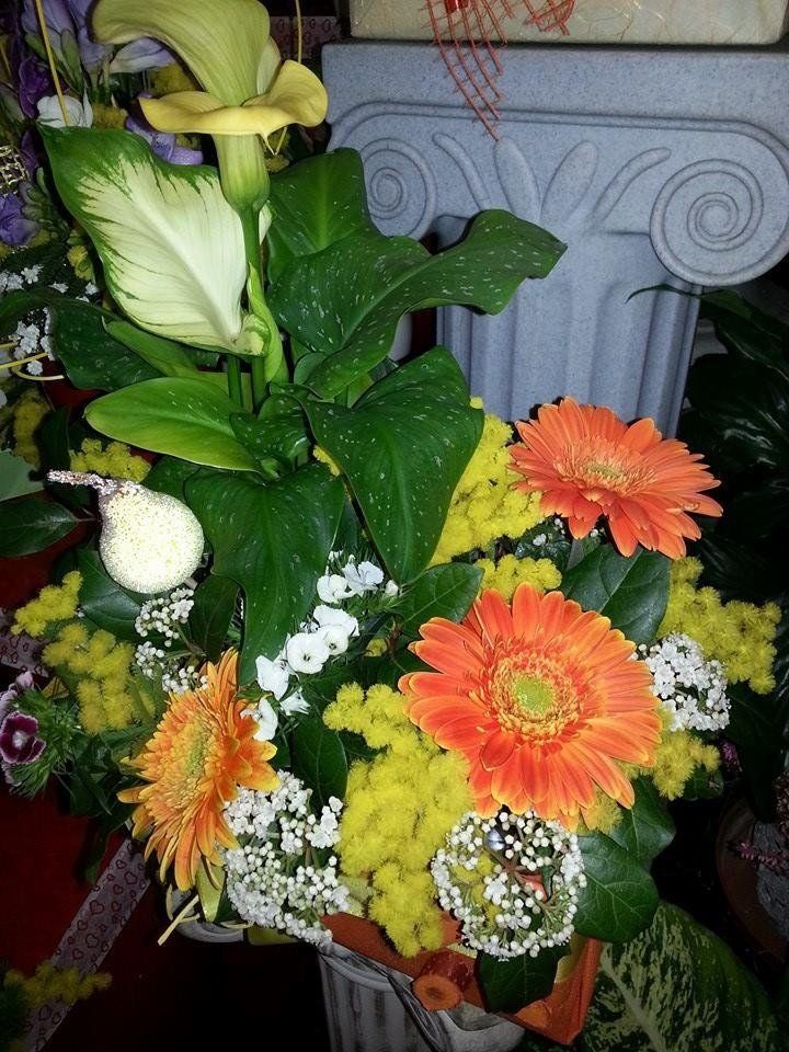 fiori e piante