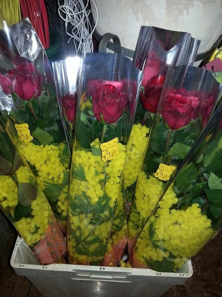 fiori e piante