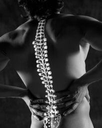 Human Spine - Chiropractic Maintenance in Urbana IL Human Spine - Chiropractic Maintenance in Urbana IL