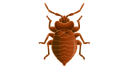 Free-Termite-Inspection