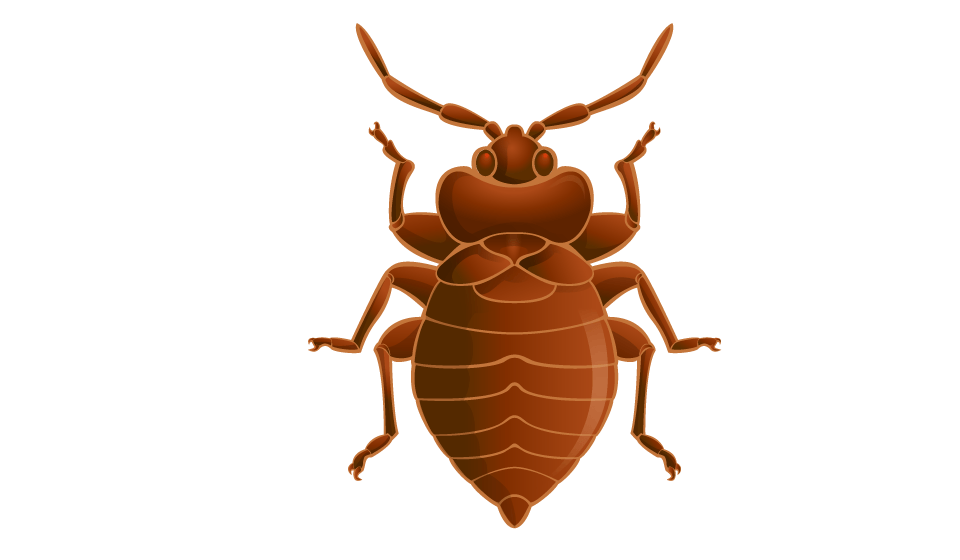 Bed-Bug-Treatment-Cincinnati