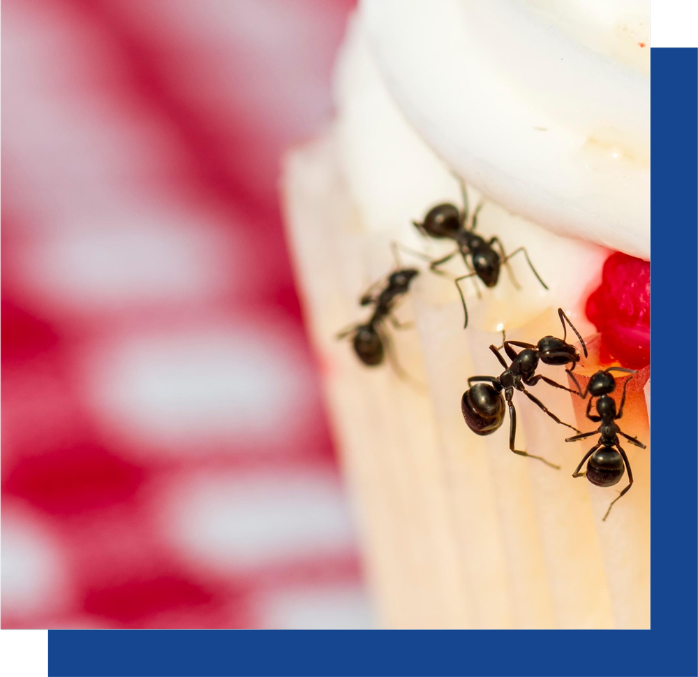 A group of ants are crawling on a piece of food.