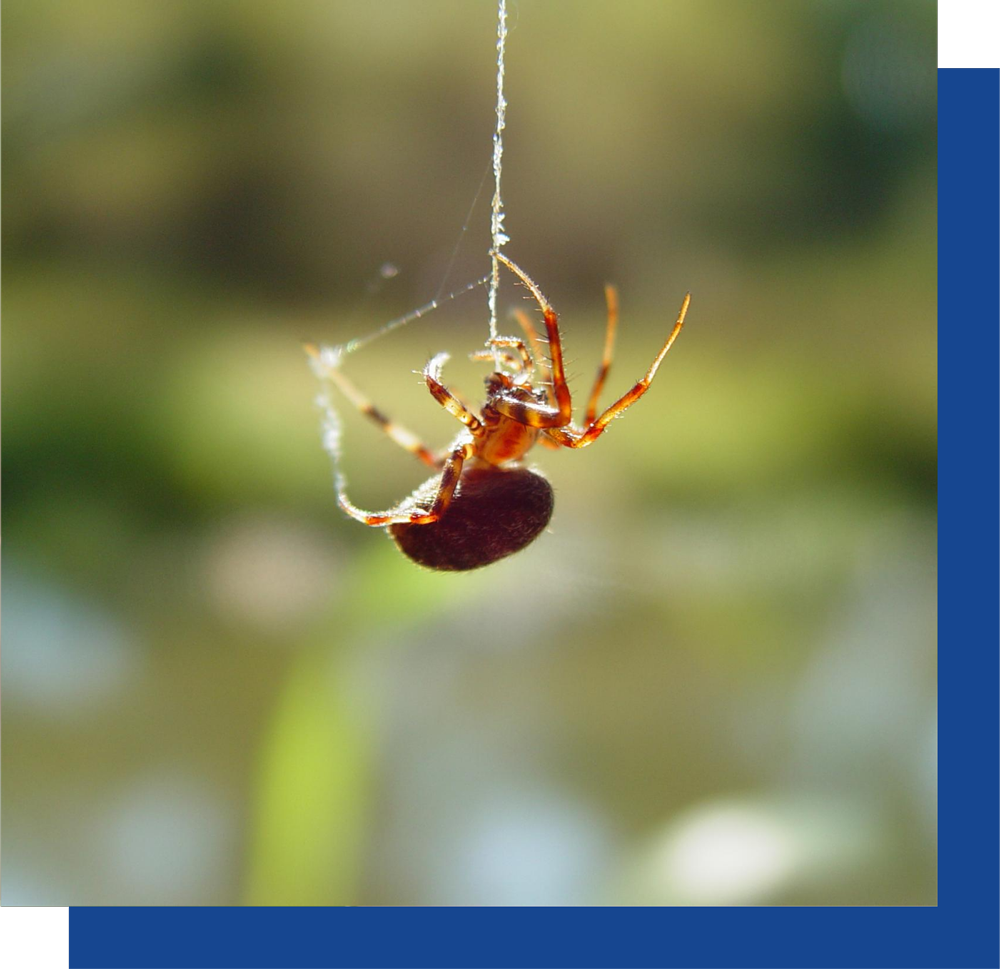 A close up of a spider hanging from a web.