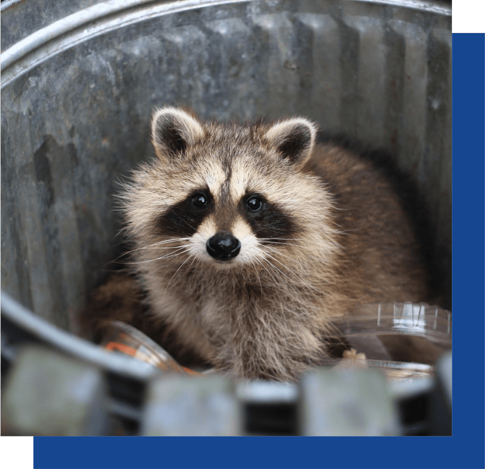Wildlife-Control