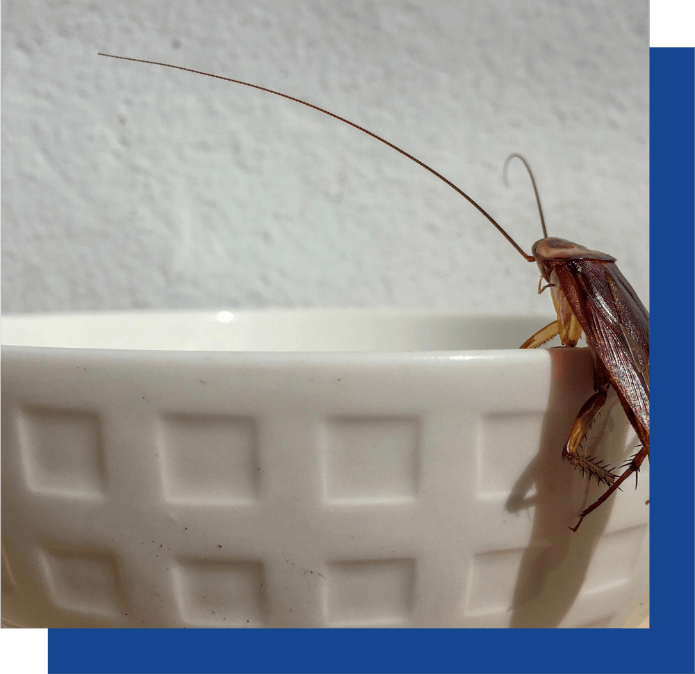 A cockroach is sitting on the edge of a white bowl