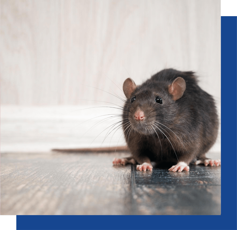 Big-Rat