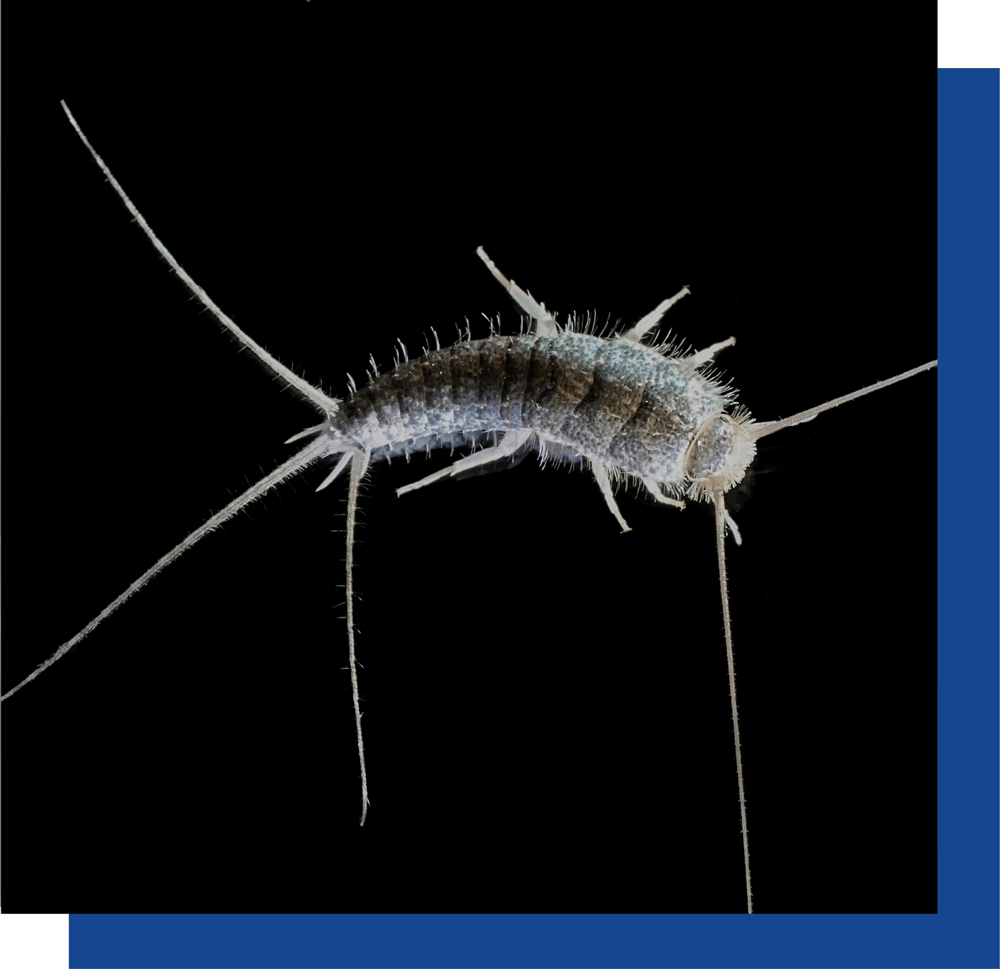 Silverfish-Big