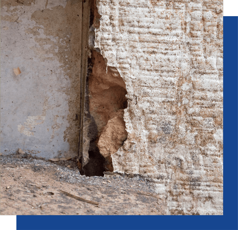 Termite-Repairs