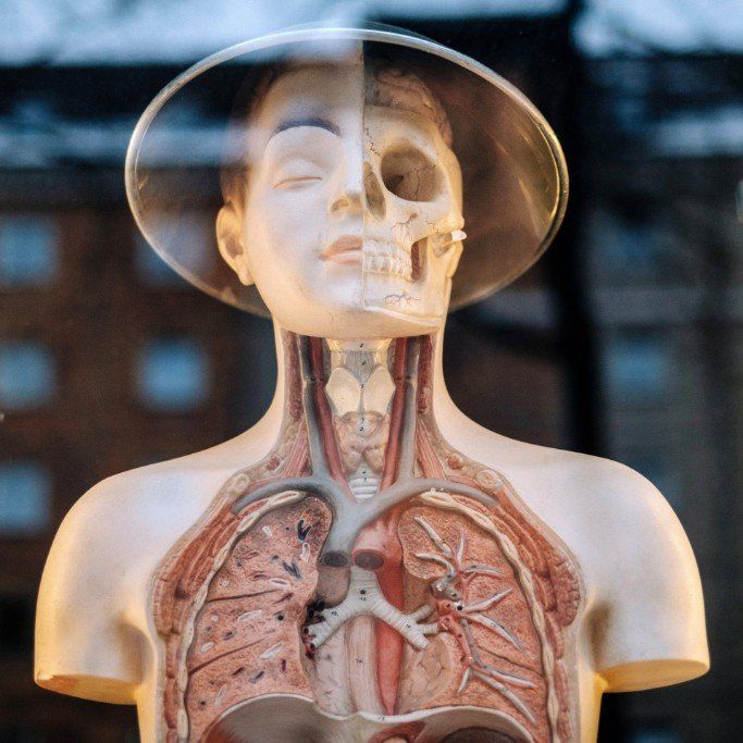 mannequin simulator with exposed lungs