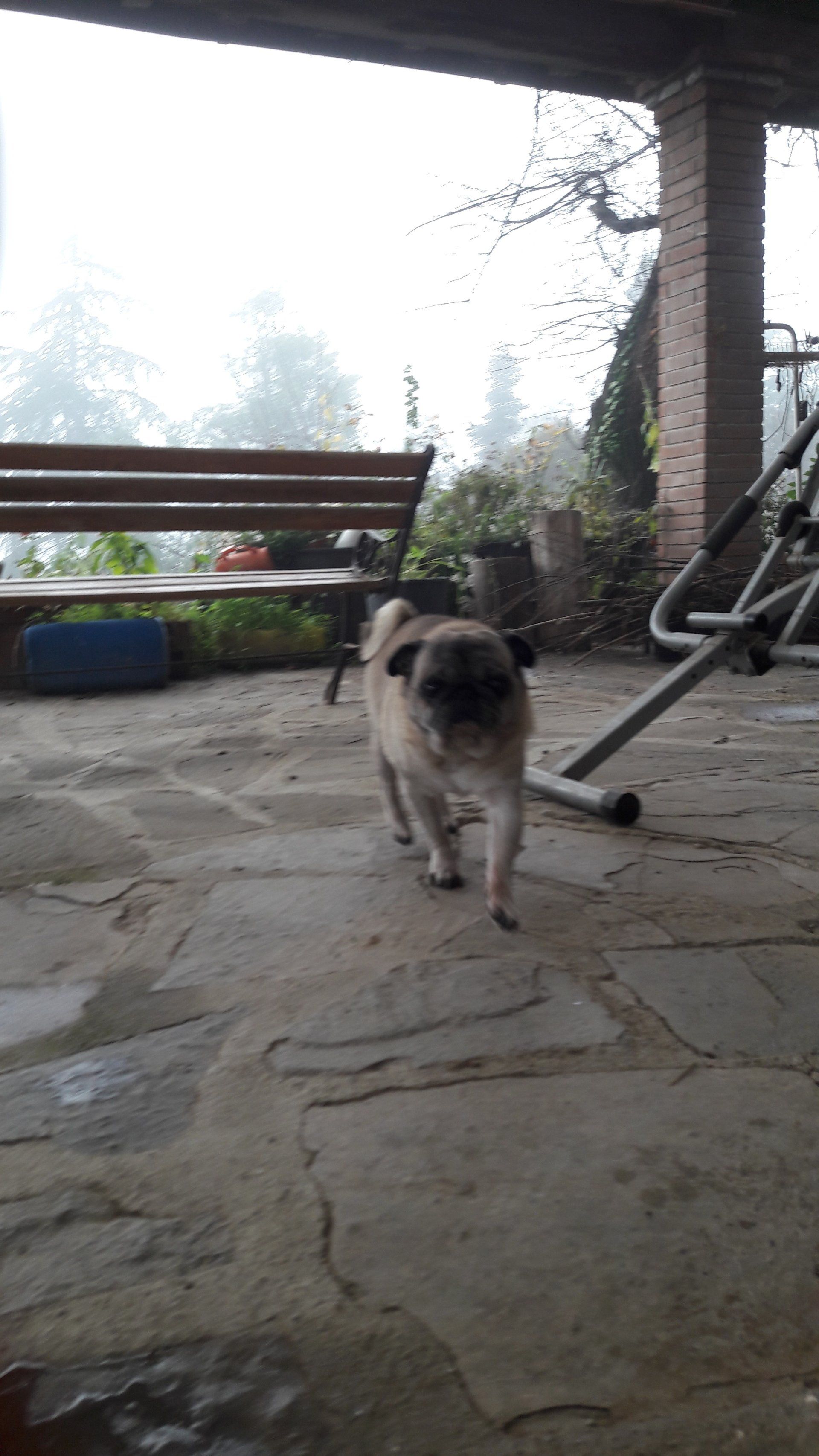 cane carlino