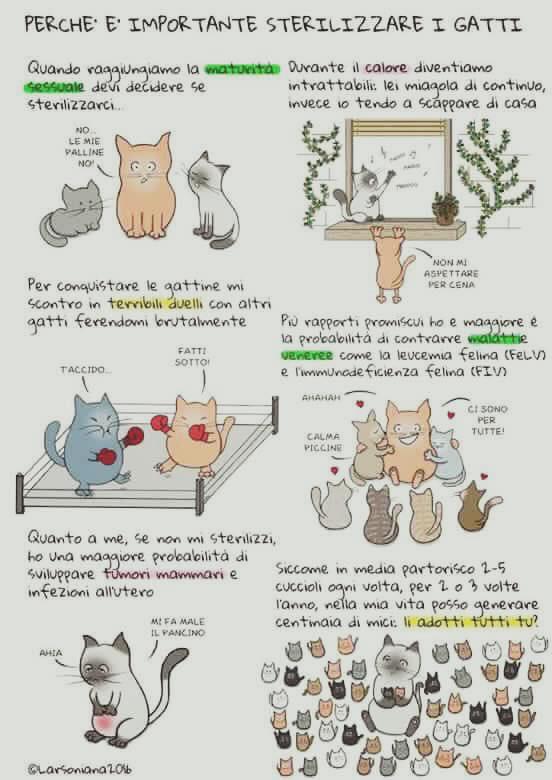 sterilizzazione gatta