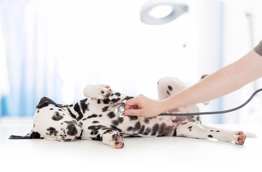visita veterinaria