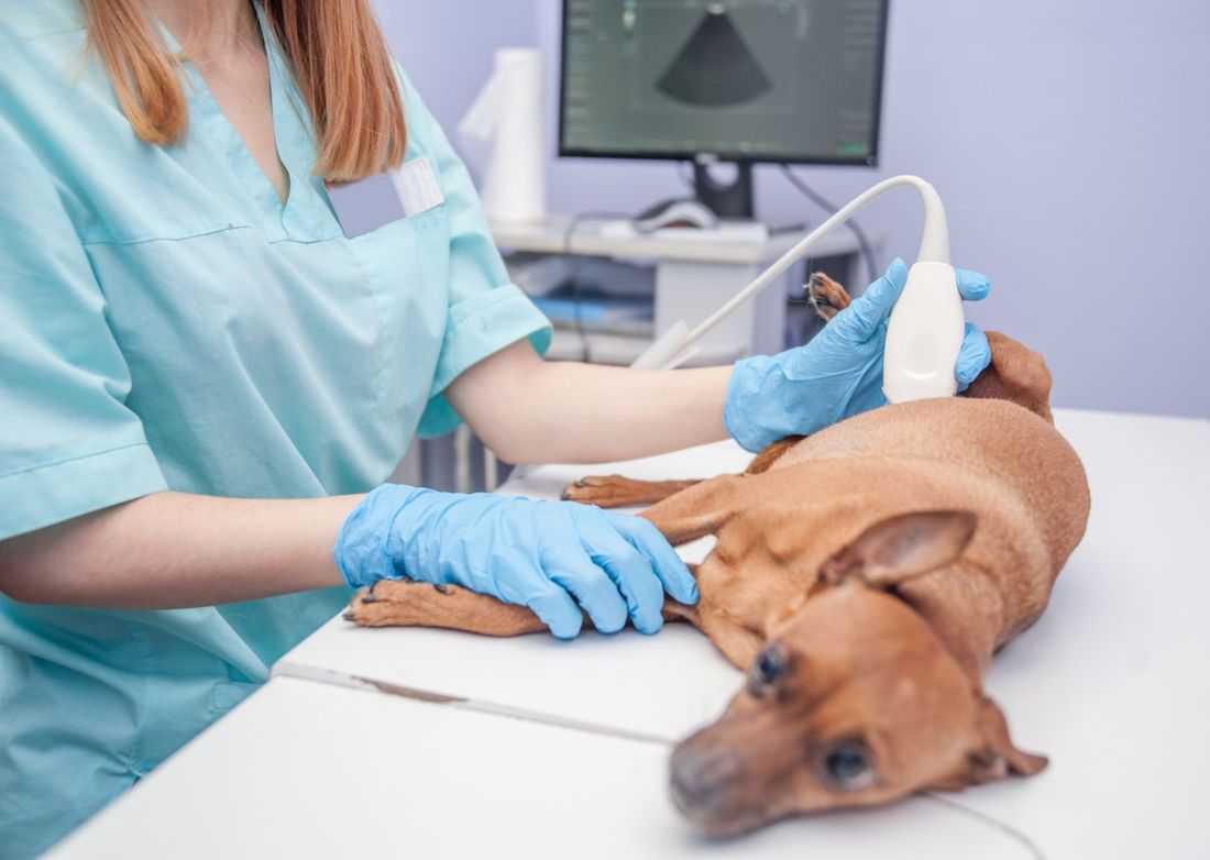 ricovero per cani