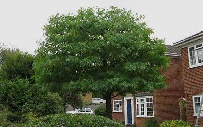 a stunning view of a tree besides a house