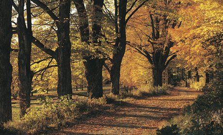 Tree Work in Rothes