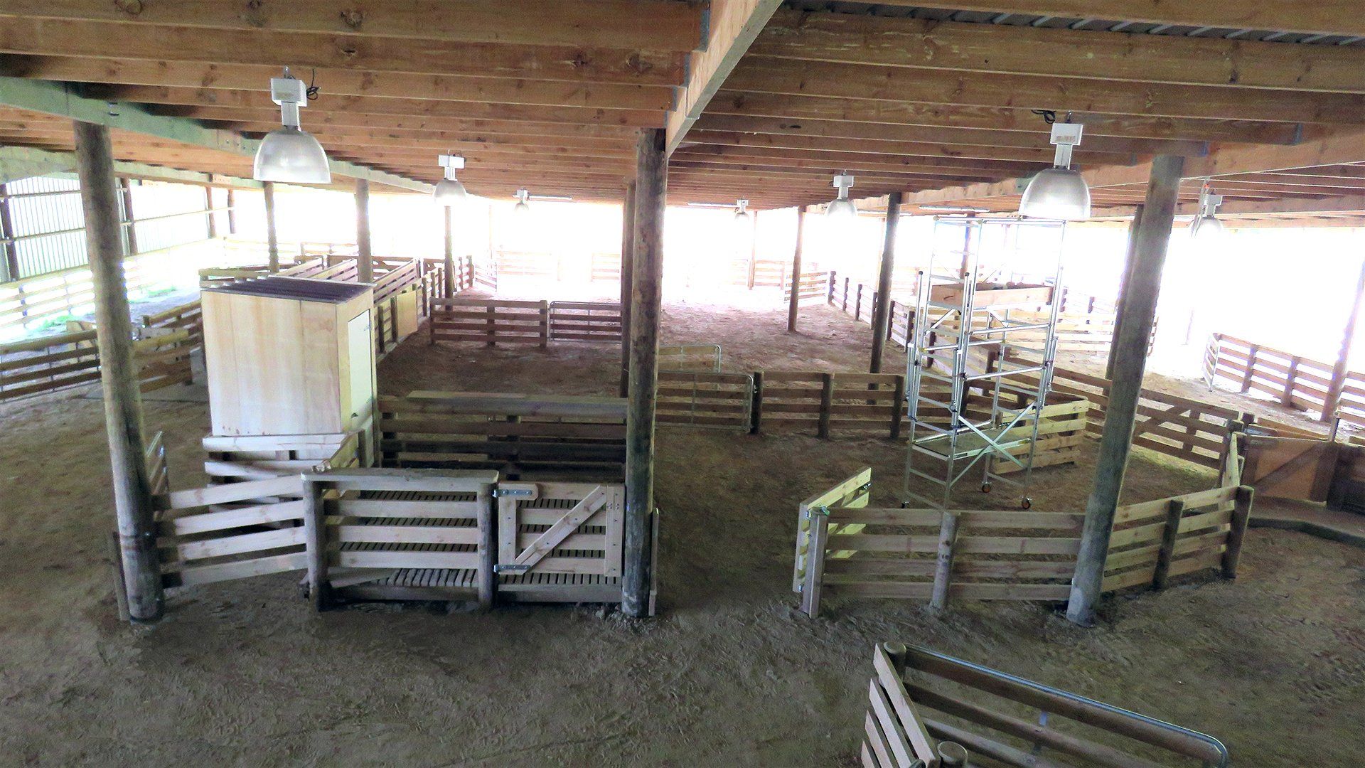 An elevated view of an indoor livestock holding area with wooden pens, fencing, and overhead lights.