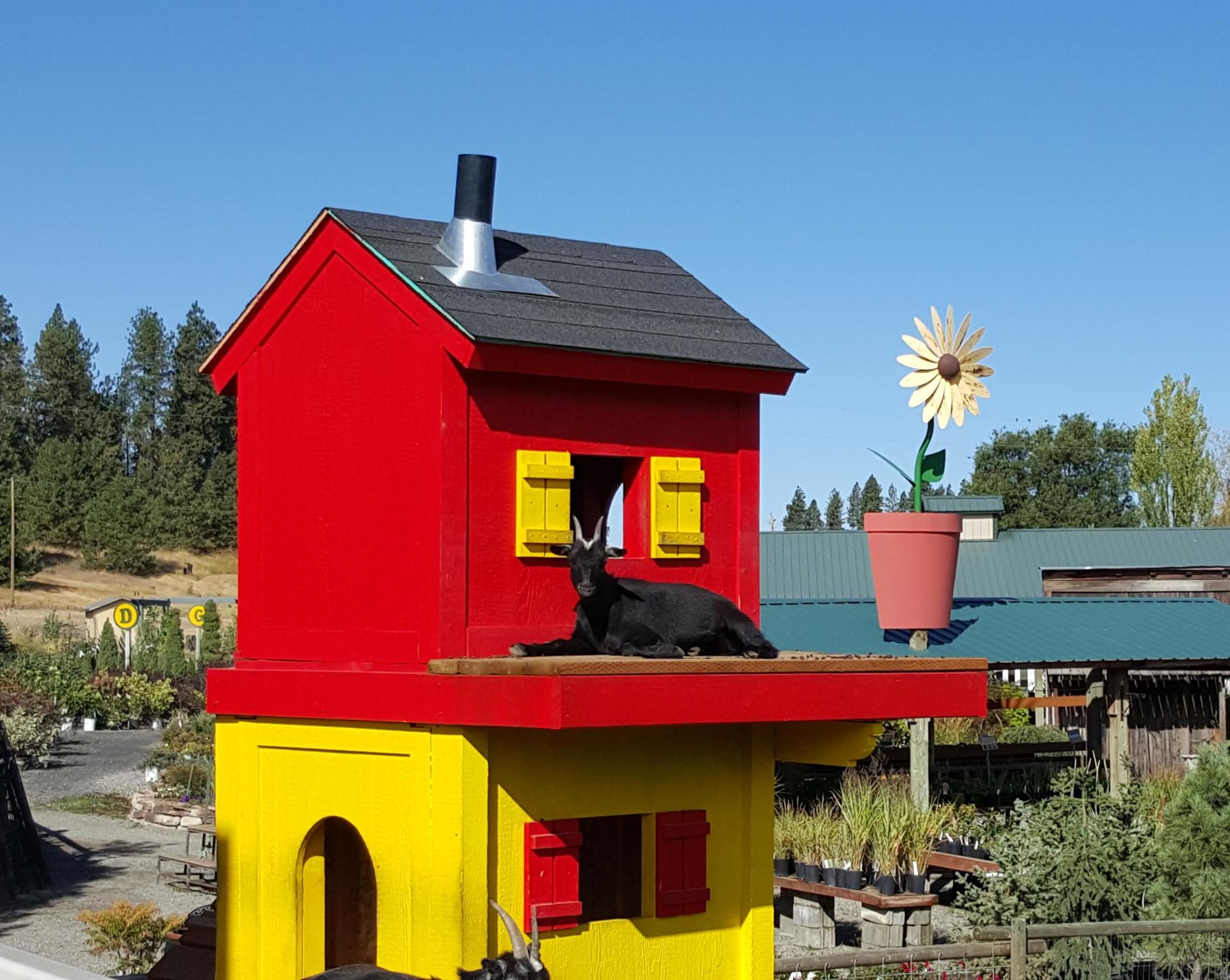 Goat Yard