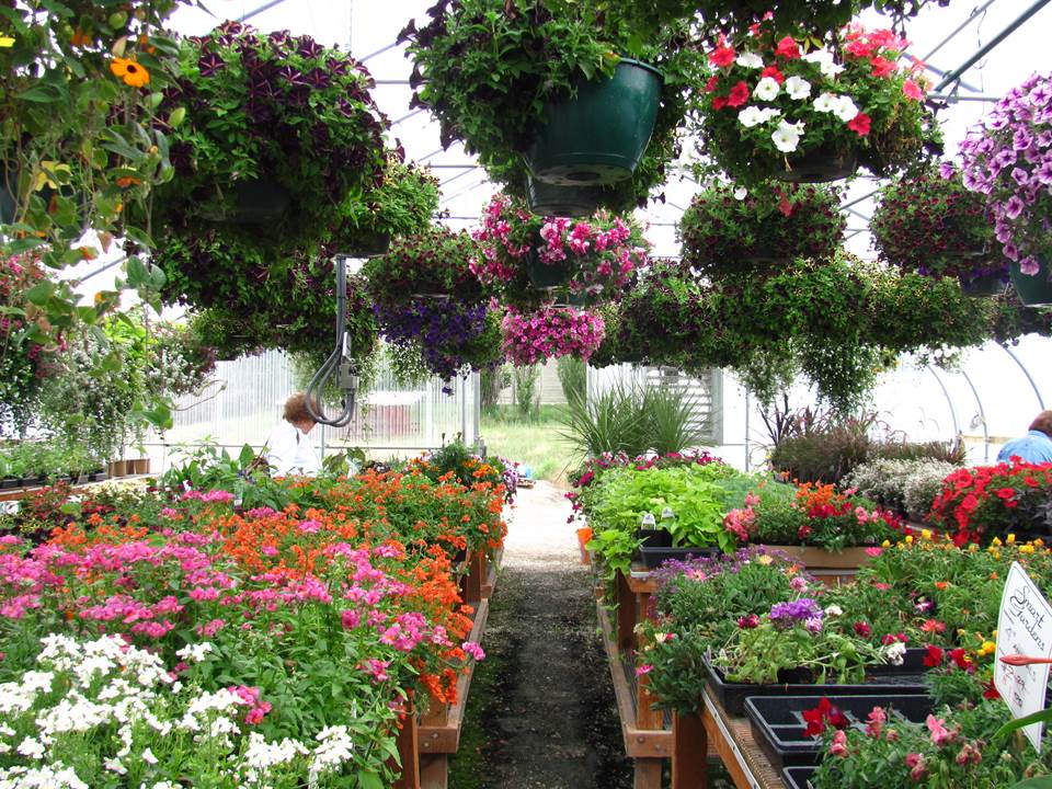 Hanging Flower pots