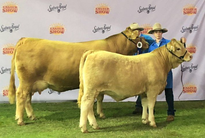 A man standing next to two cows at a show.