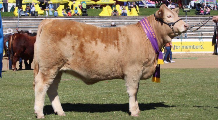 Junior Charolais Heifer