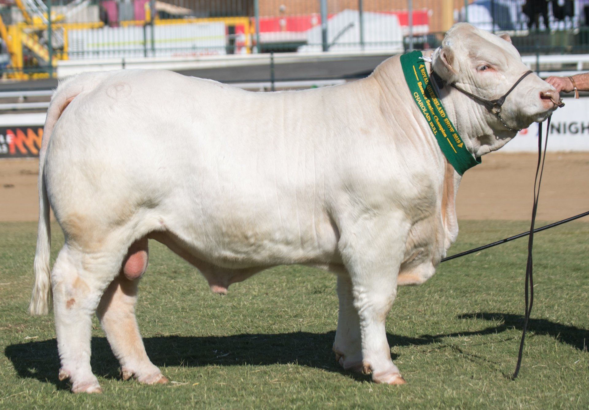 Reserve Senior Champion Bull
