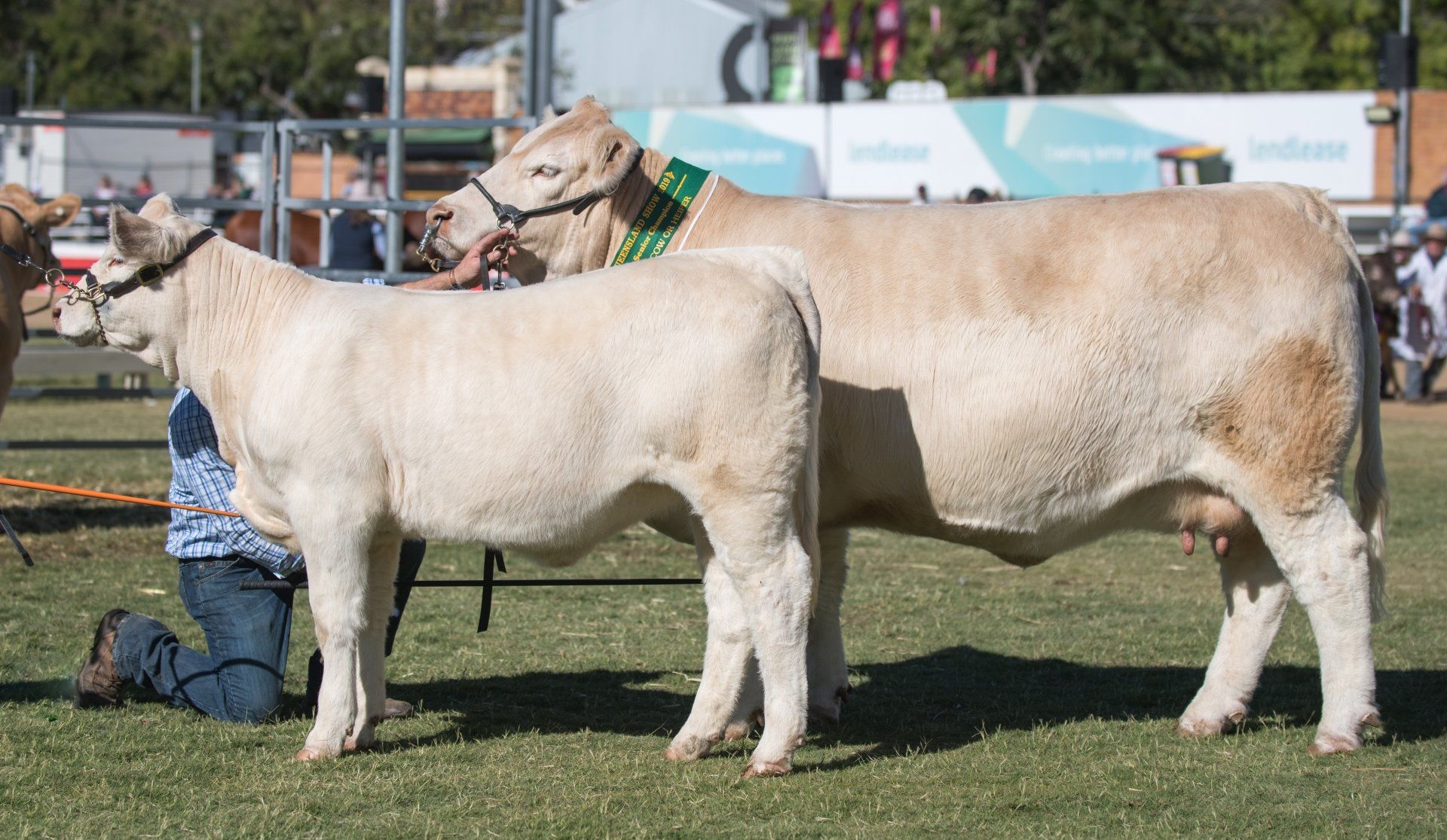Reserve Senior Champion Cows