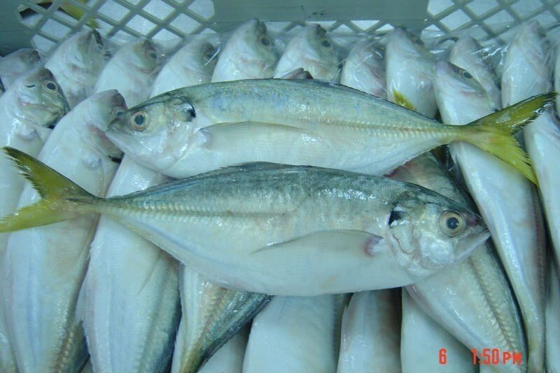 Other Baits — Master Bait & Tackle in Palmerston, NT