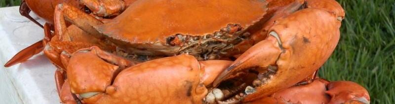 Crab Baits — Master Bait & Tackle in Palmerston, NT