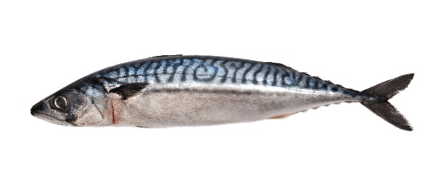 Blue and Slimy Mackarel — Master Bait & Tackle in Palmerston, NT