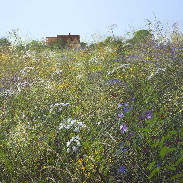 Meadow Flowers And Farm - Paul Evans