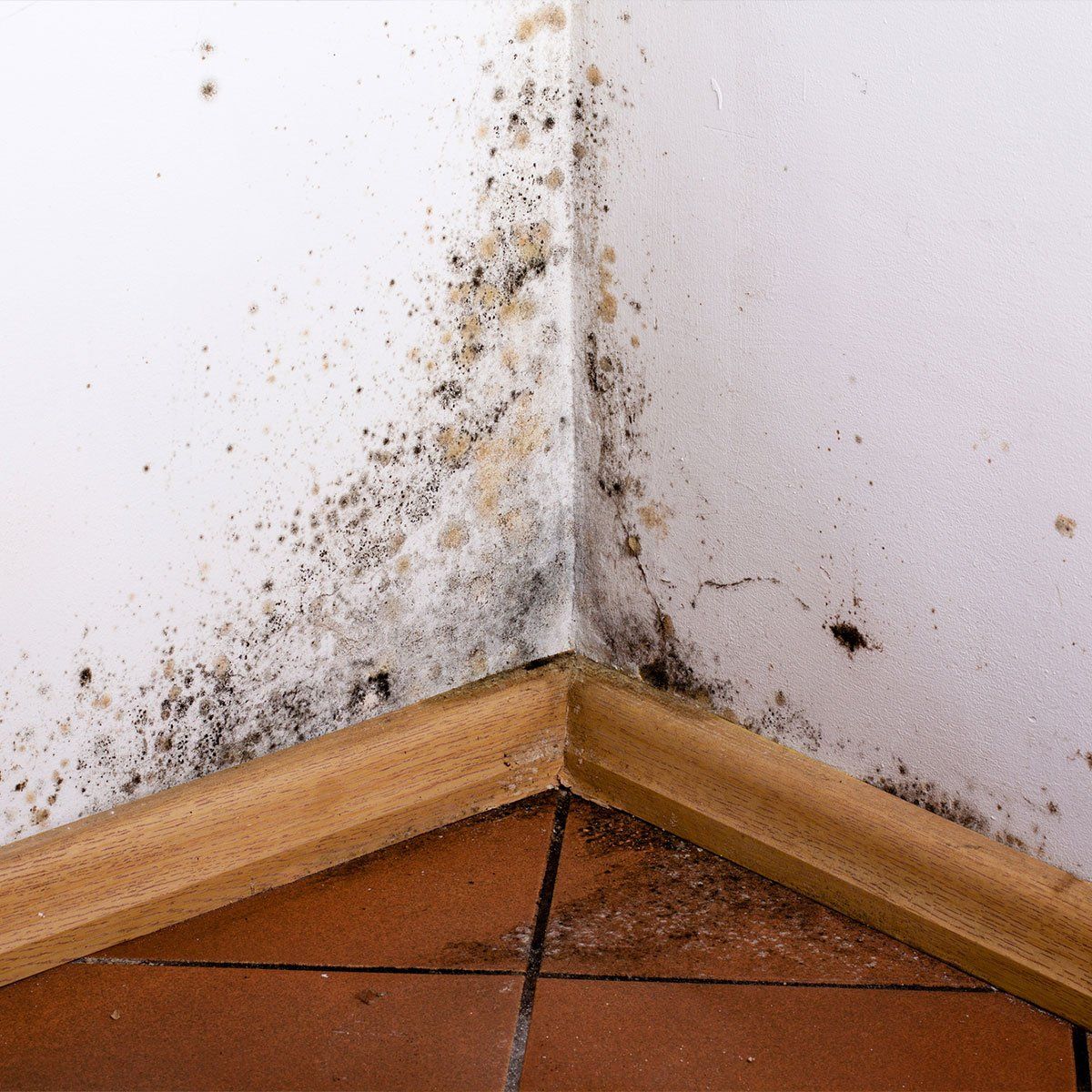 Mould problem