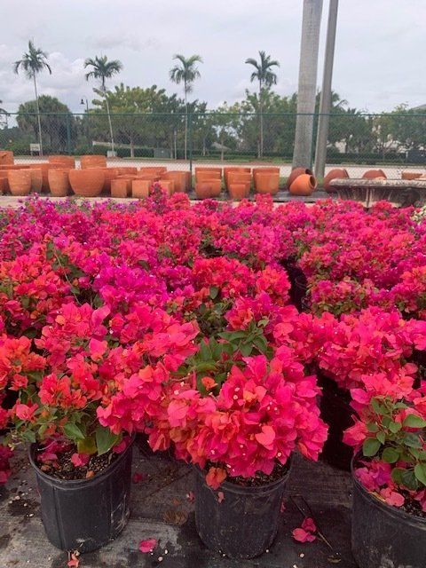 Bougainvillea Flower — Coconut Creek, Fl — Leserra's Nursery