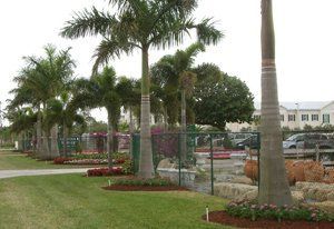 Palm Tree Landscaping — Coconut Creek, Fl — Leserra's Nursery