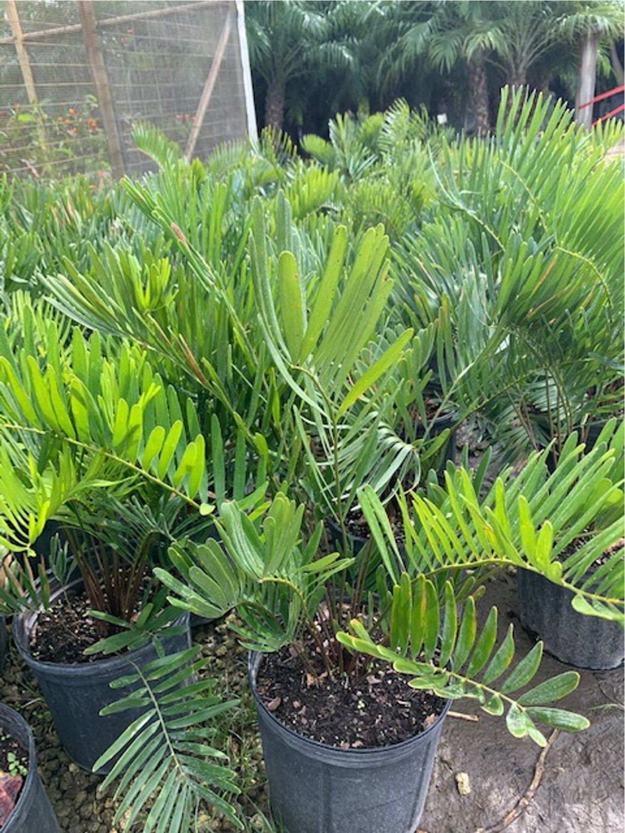Coontie Flower — Coconut Creek, Fl — Leserra's Nursery