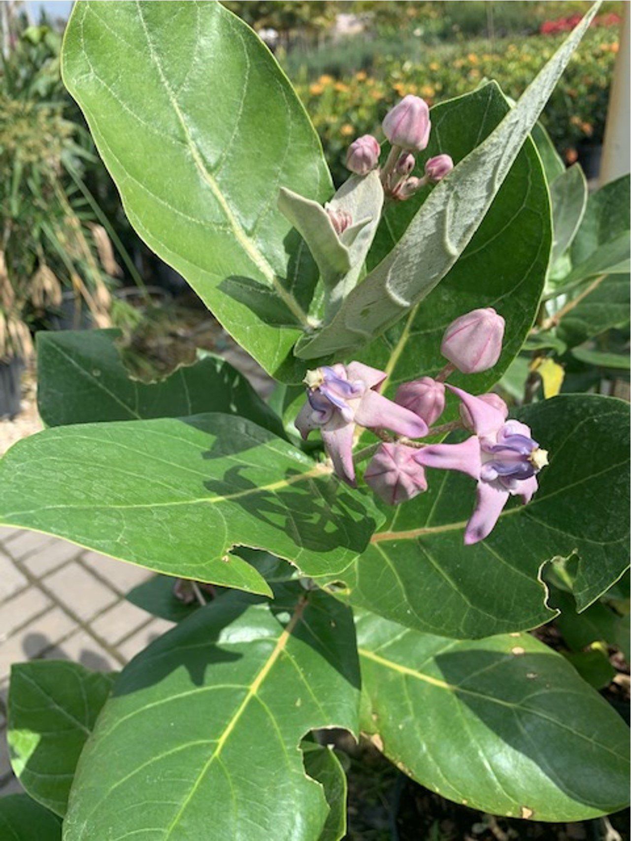 Giant Milkweed Flower — Coconut Creek, Fl — Leserra's Nursery
