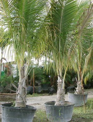 Three Palm Trees — Coconut Creek, Fl — Leserra's Nursery