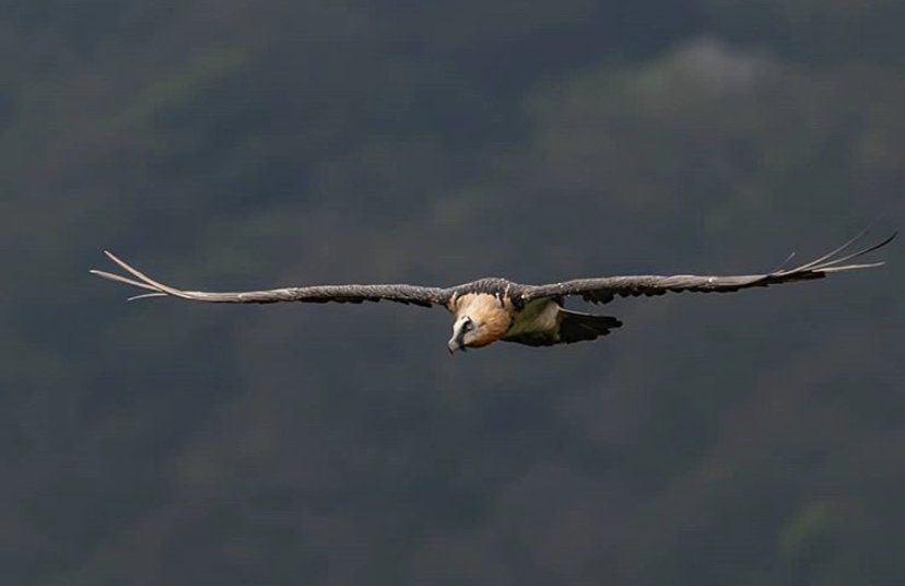 Un avvoltoio vola nell'aria con le ali spiegate.
