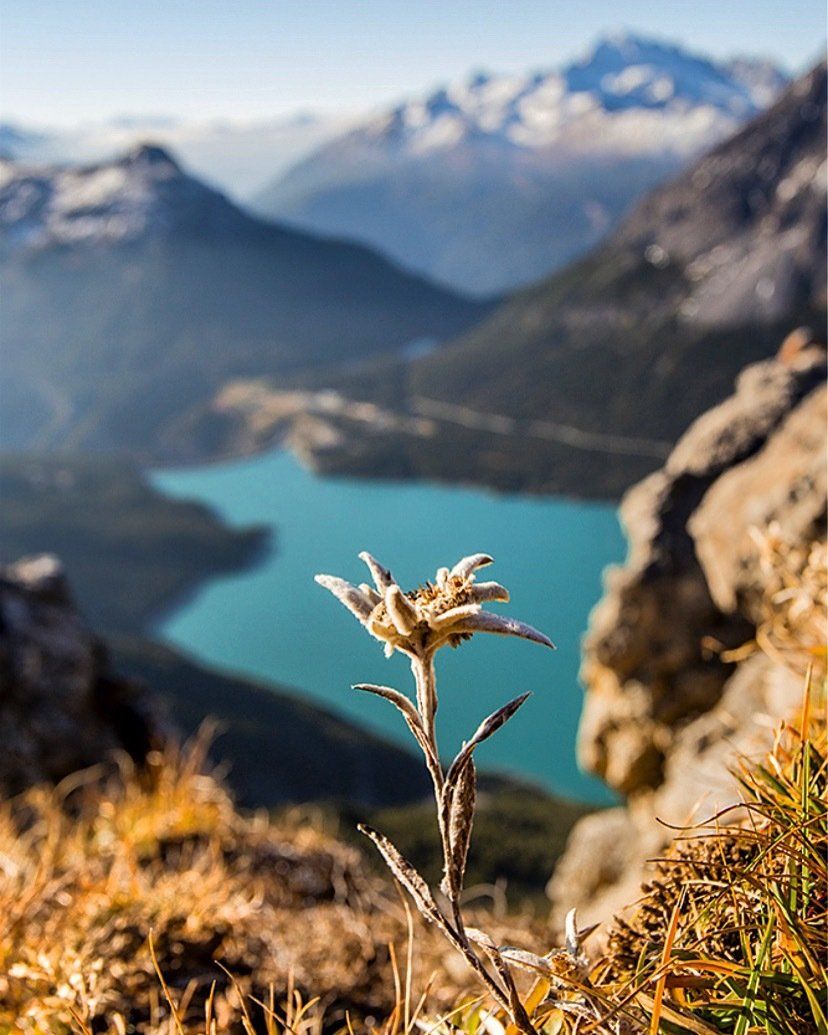 Un fiore cresce sulla cima di una montagna vicino a un lago.